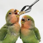 birds-hand-feeding-spoon