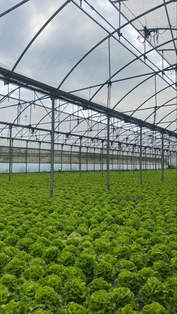 Greenhouse with misting system