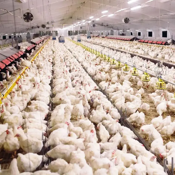 Poultry farm with misting system